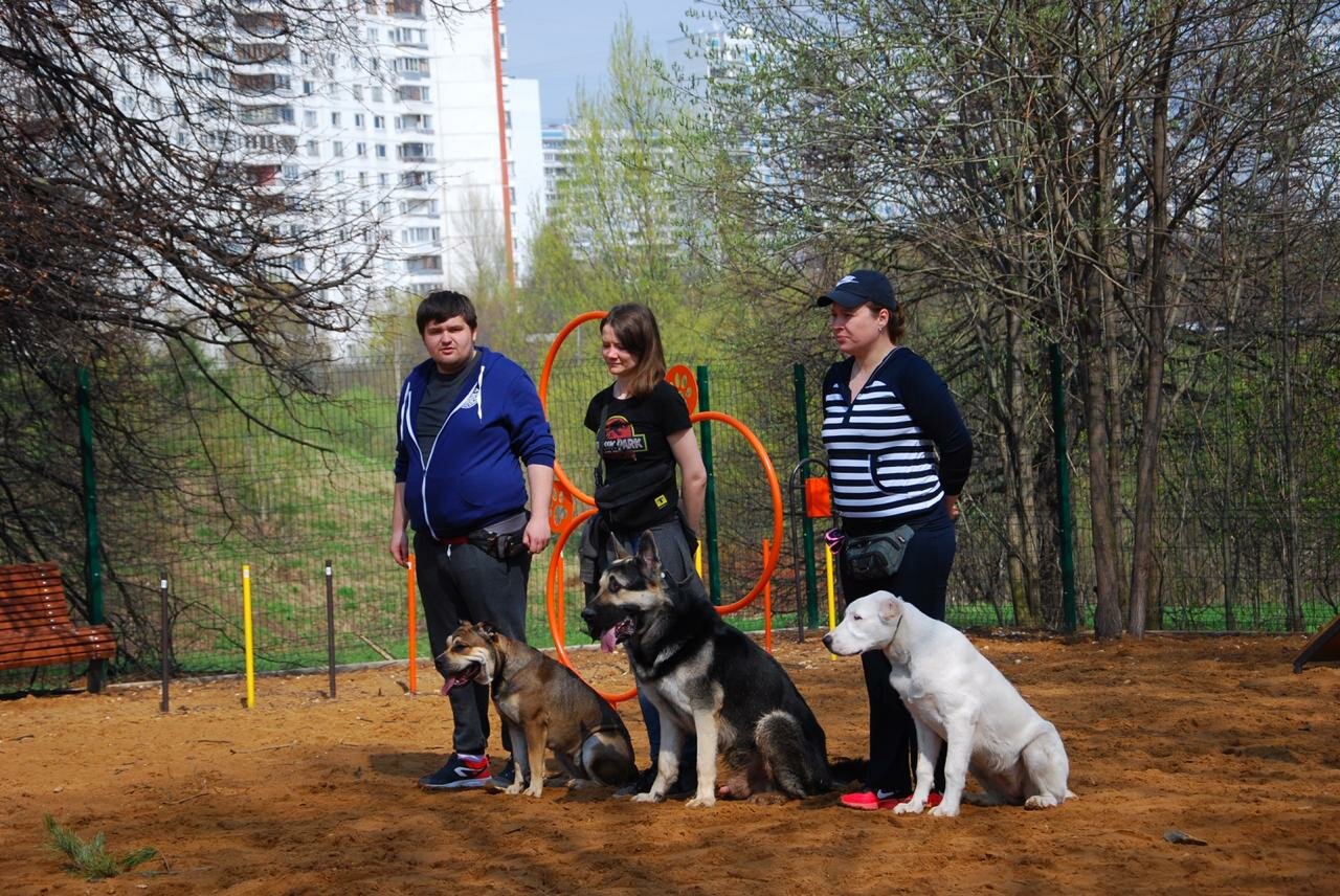 школа для собак в москве
