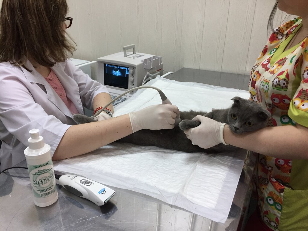 عيادة بيطرية Veterinary clinic VetSar ، ساراتوف، صورة