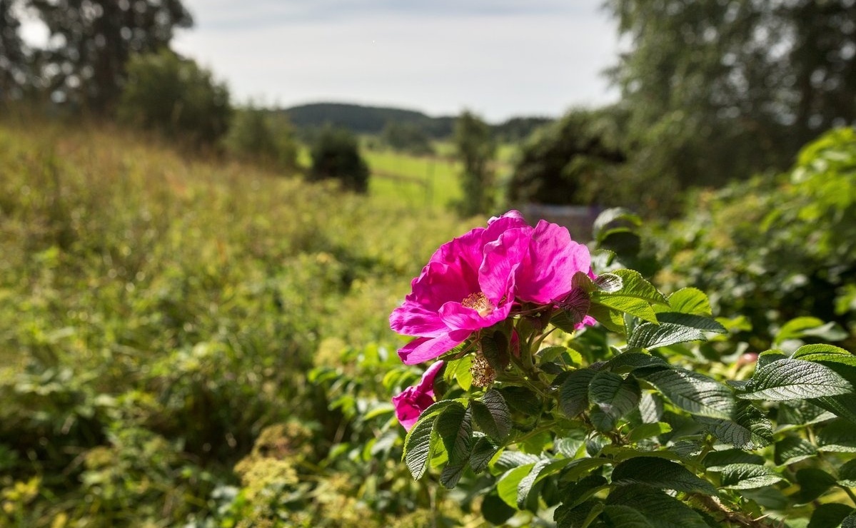 Фото Хутор Микли