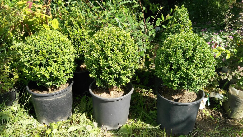 Centro de jardinería Spk Pitomnik dekorativnih rasteniy Renessans, , foto