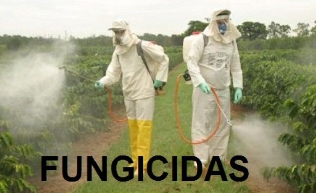 Environmental organization Agroinversiones Thiago E. I. R. L., Lima, Lima, photo