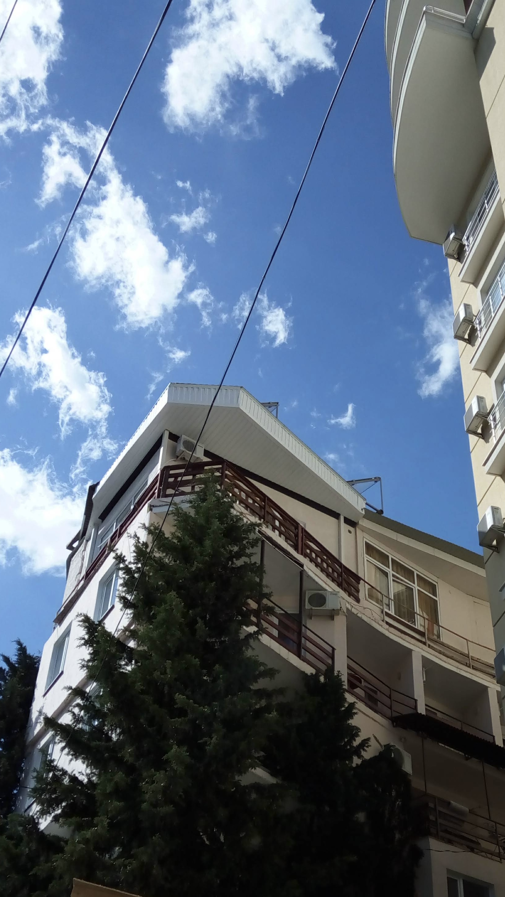 Фото Цитрус