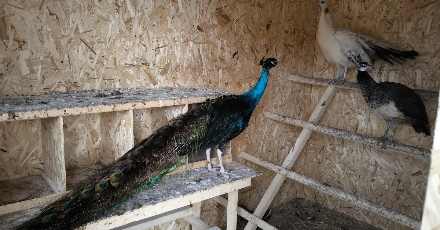 Фото Соловьиная роща