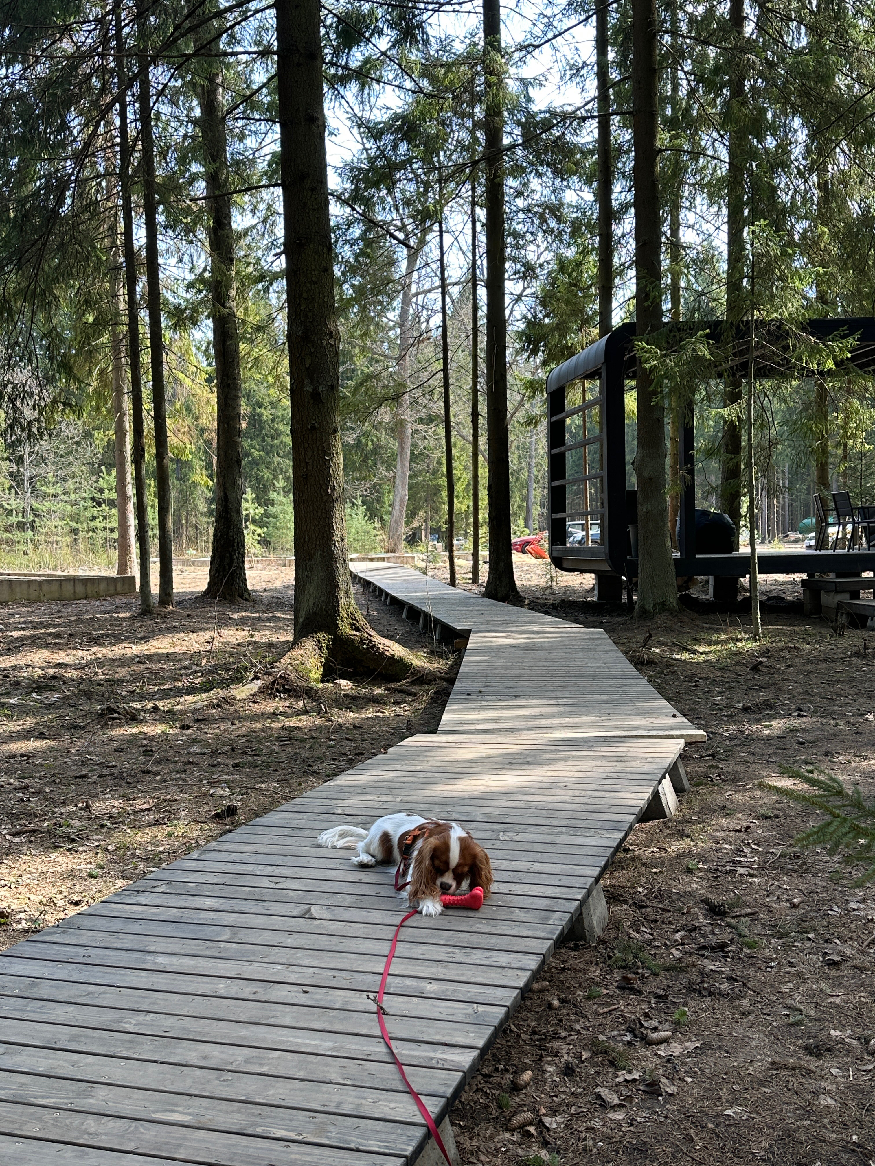 Фото Озеро белых лилий