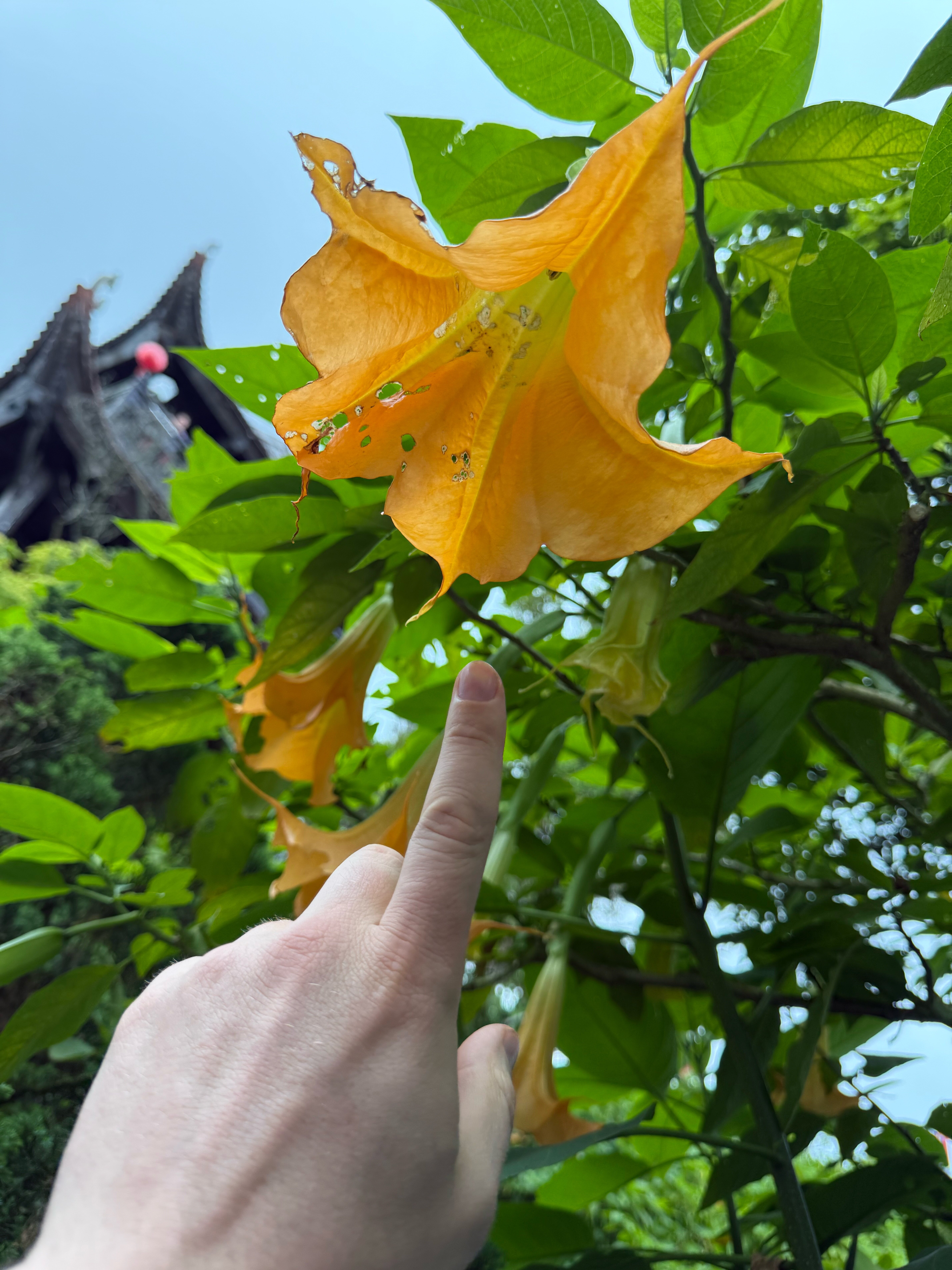 Фото Mercure Danang French Village Bana Hills