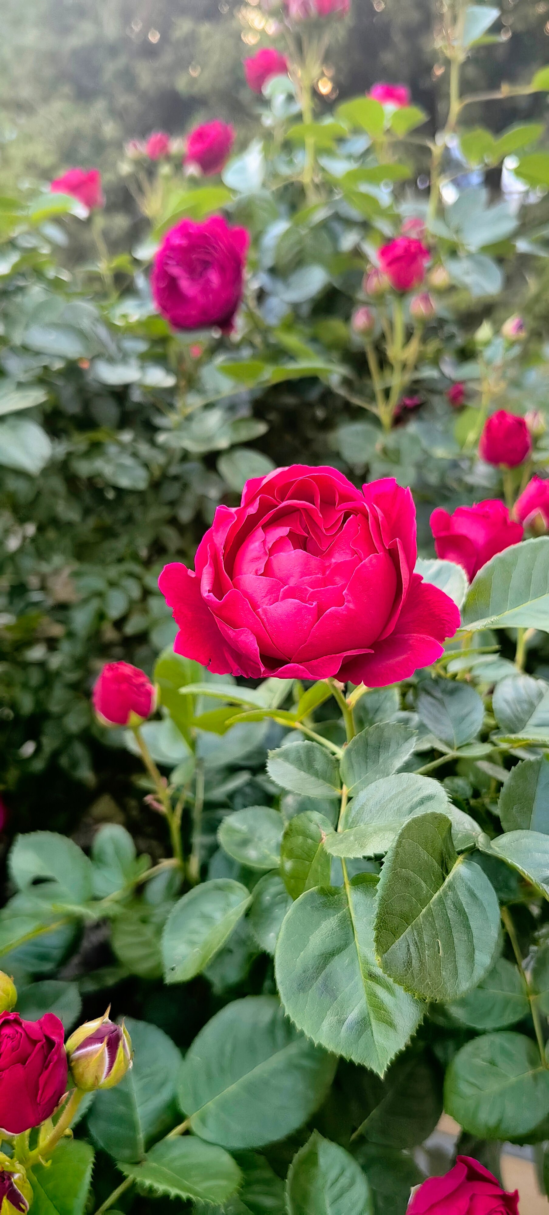 Фото Сириус