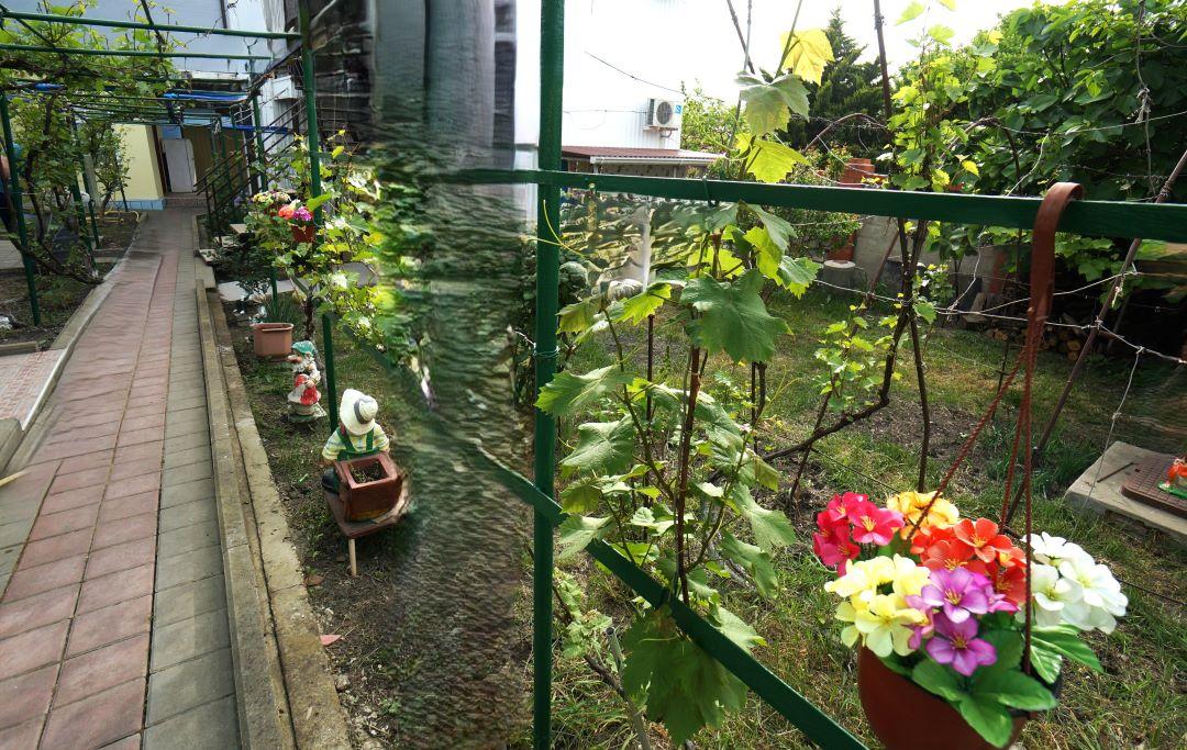 Фото Виноградная аллея