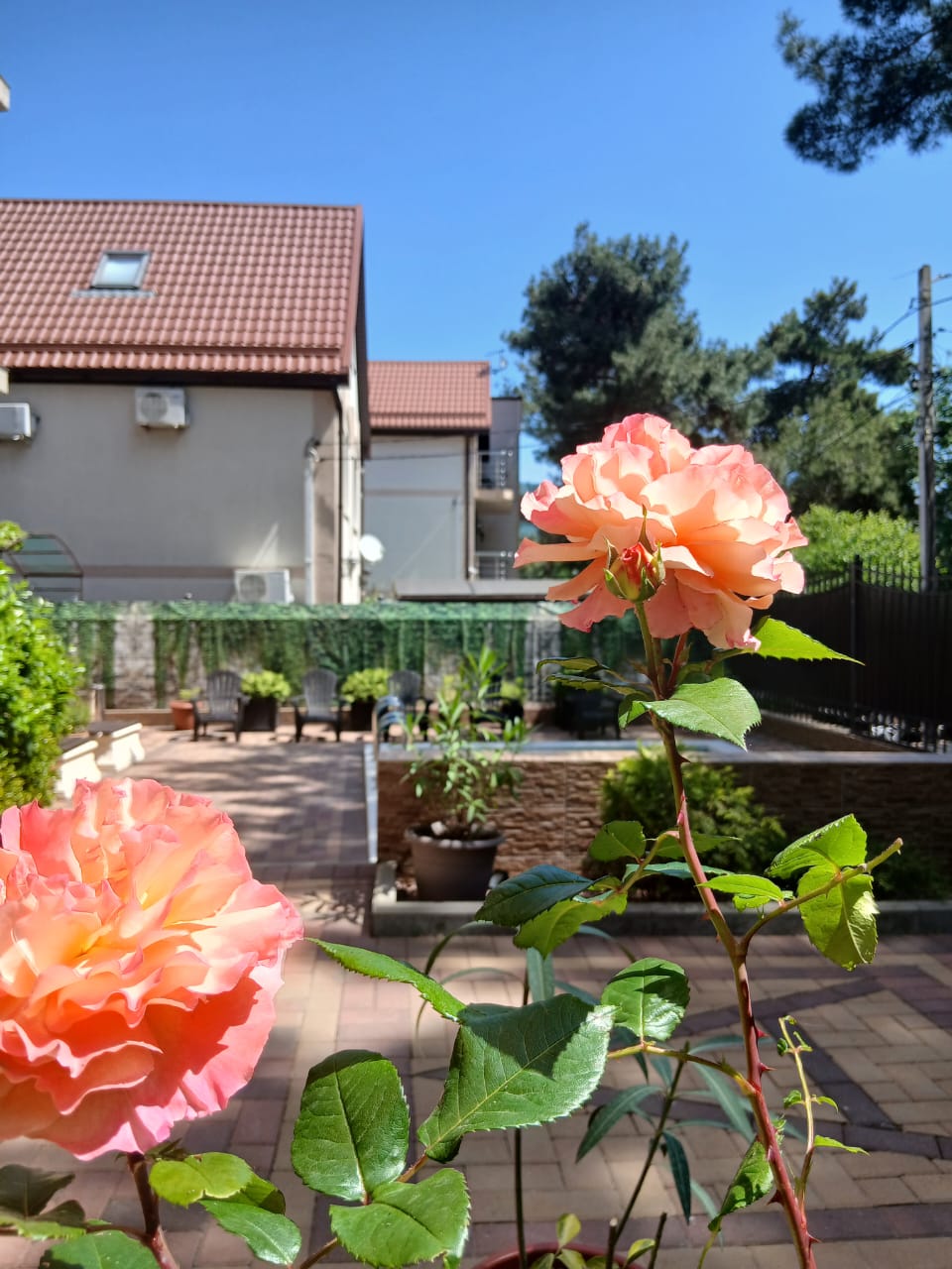 Фото Анжелика