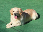 Aktör Köpekler (İstanbul, Çekmeköy, Koçullu Mah., Koçullu Cad., 88), animal nursery