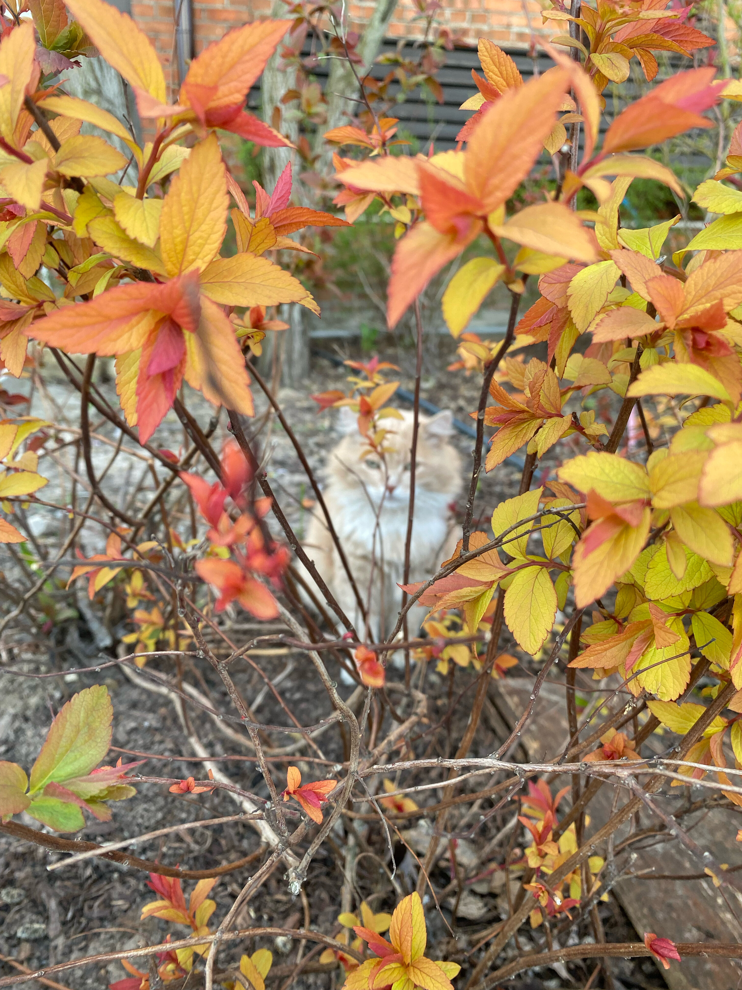 Фото Снегирь