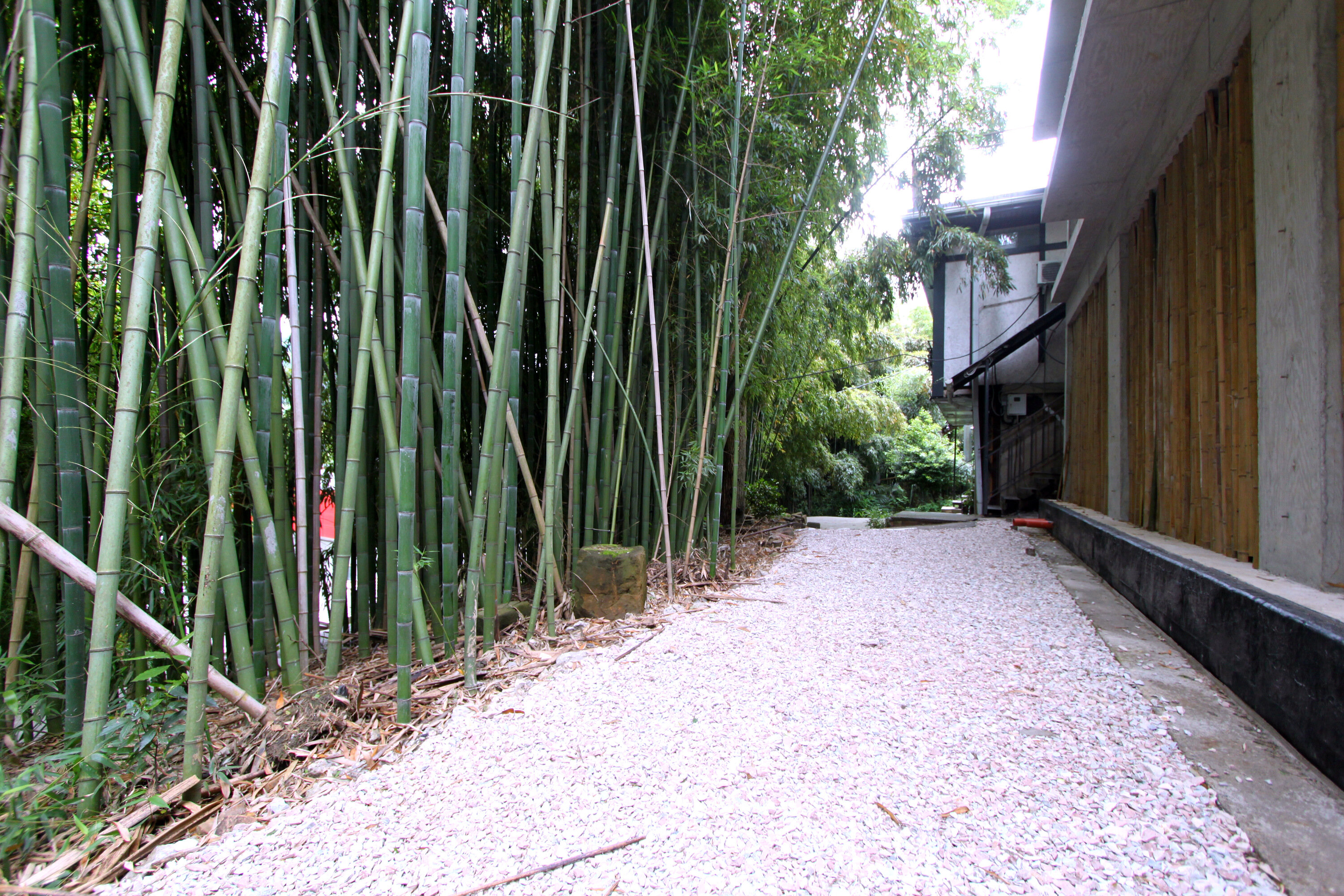 Фото Бамбуковая Роща