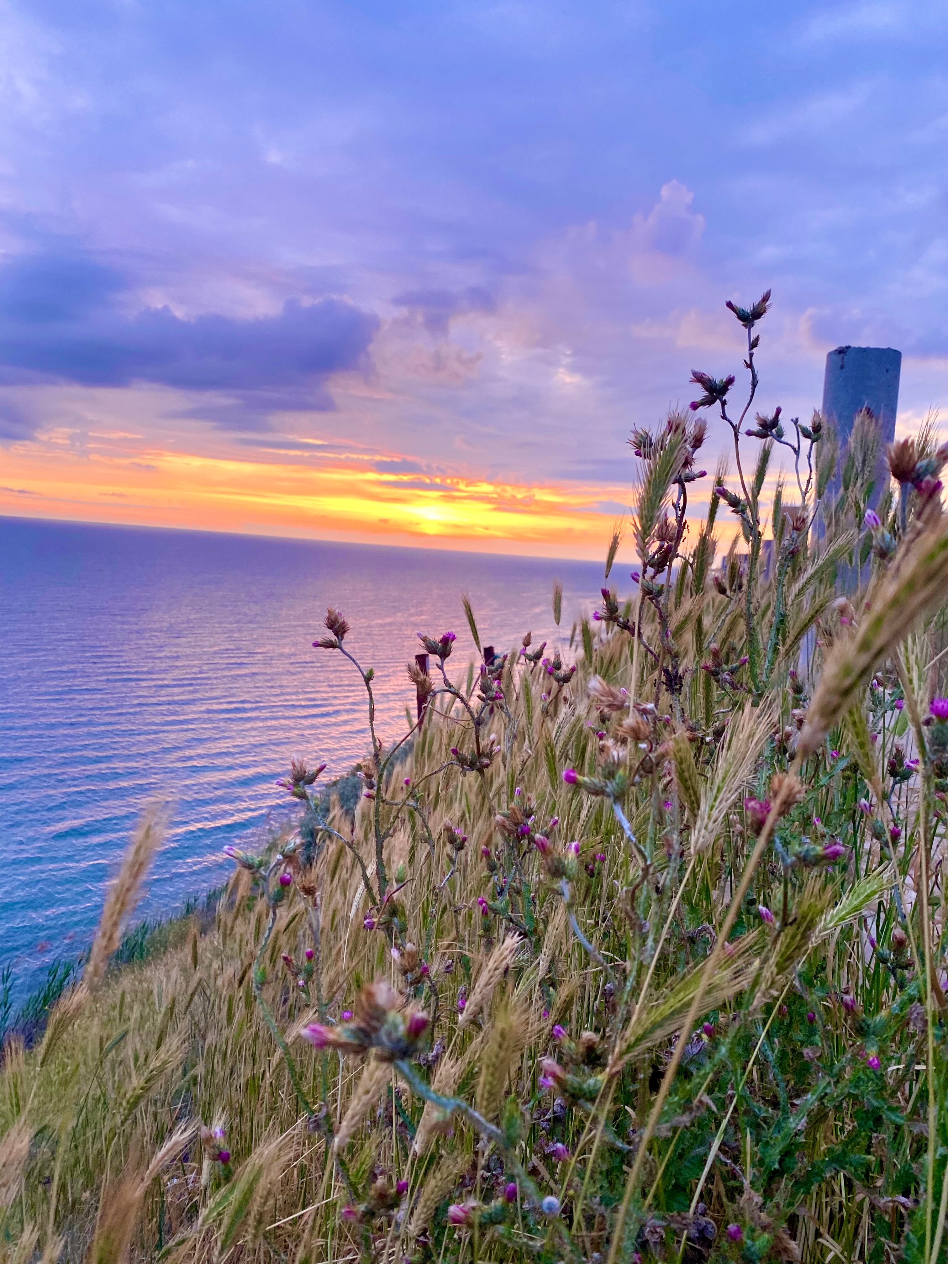 Фото Виколь