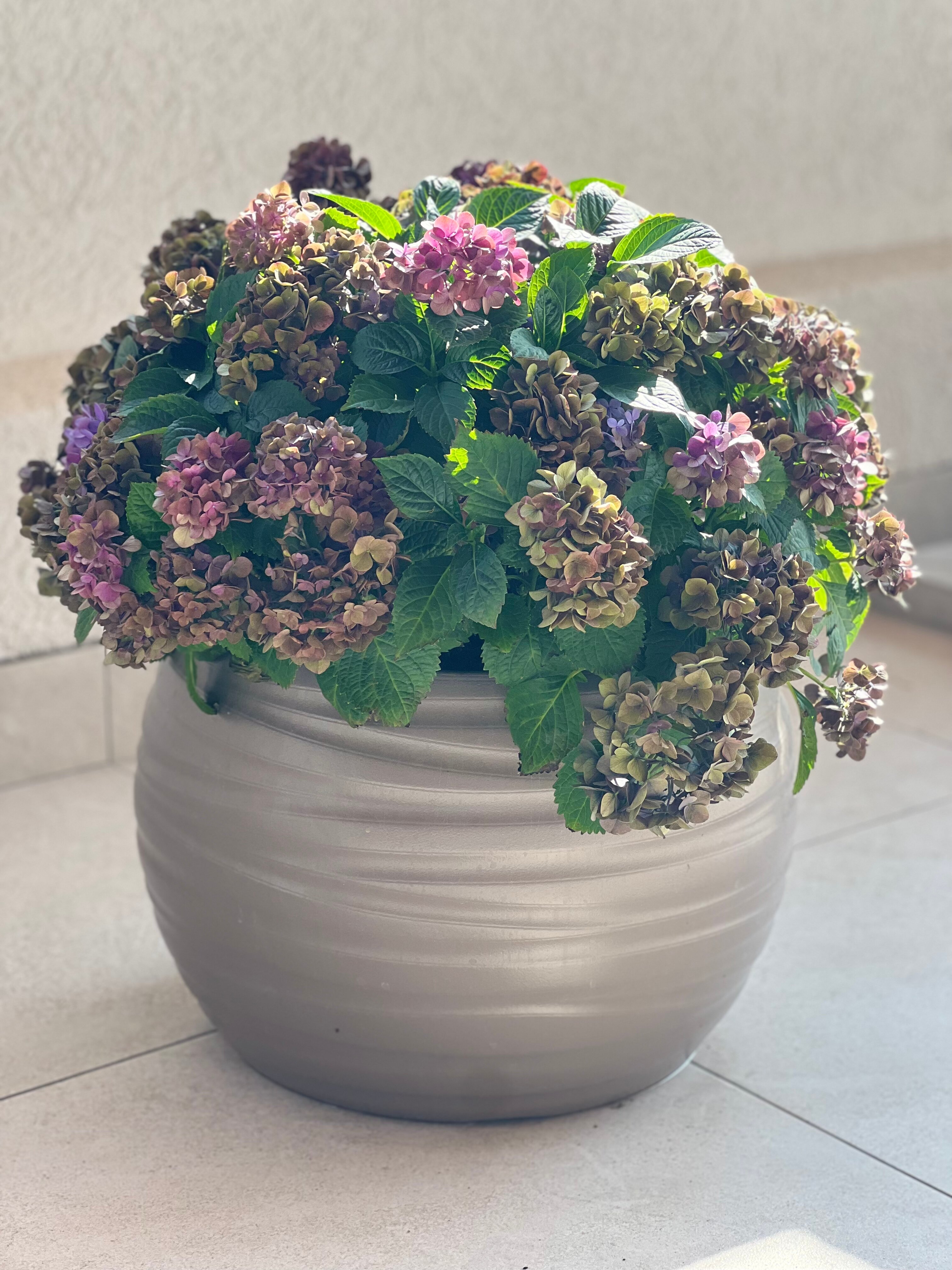 Фото Дамиан