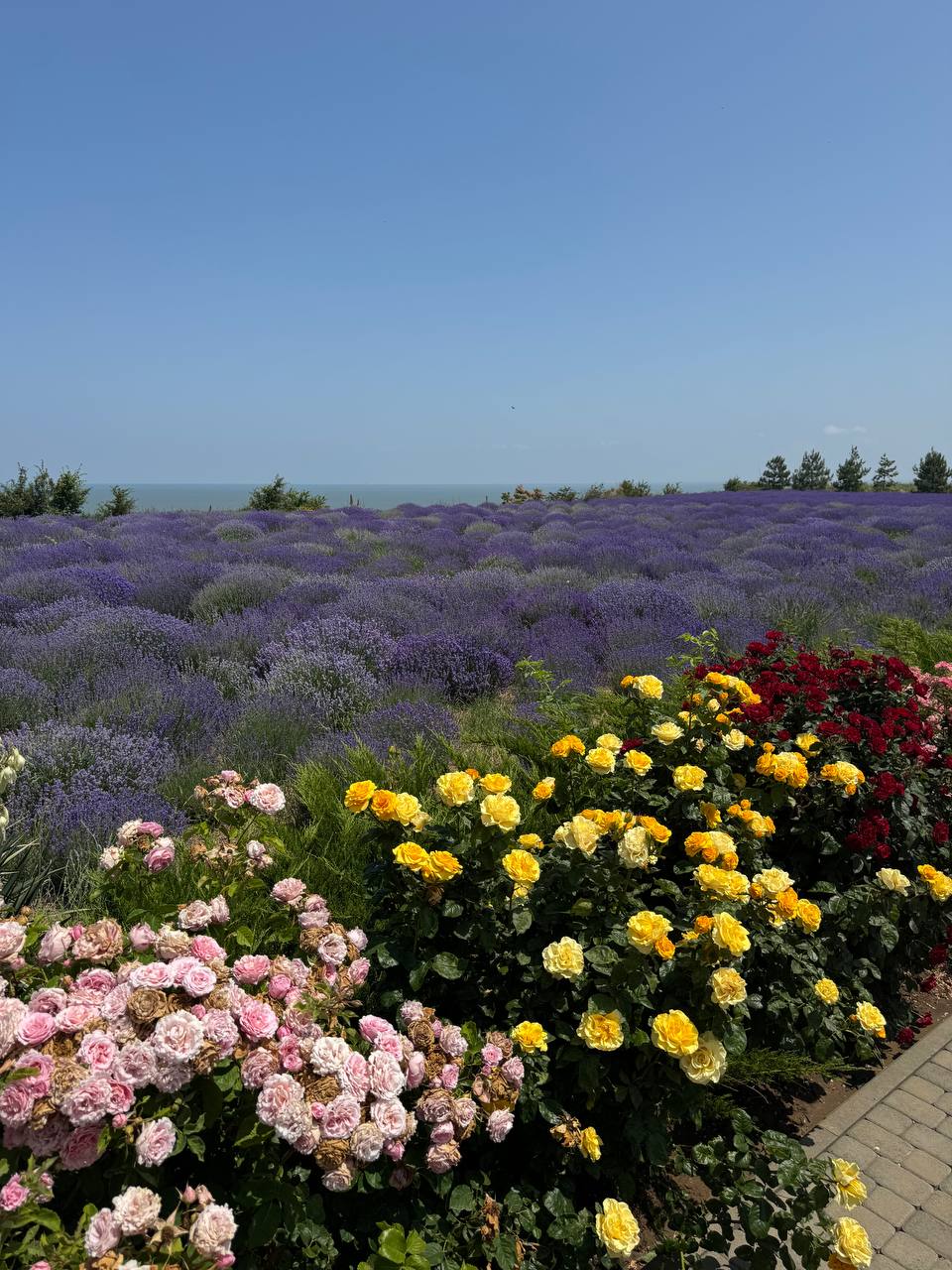 Фото Villa Romanov Wine Club & SPA