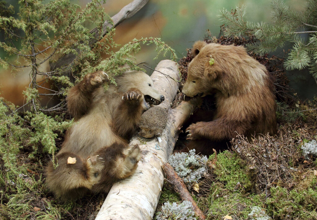 Museum Museum of Nature, Cherepovets, photo