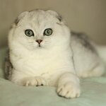 Minilion (A.G. Stakhanova Street, 44), animal nursery