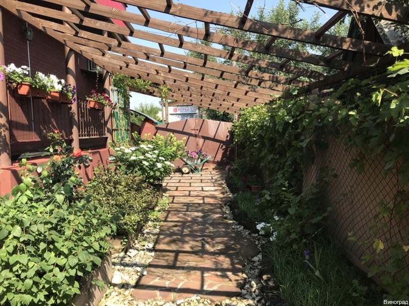 Фото Виноград