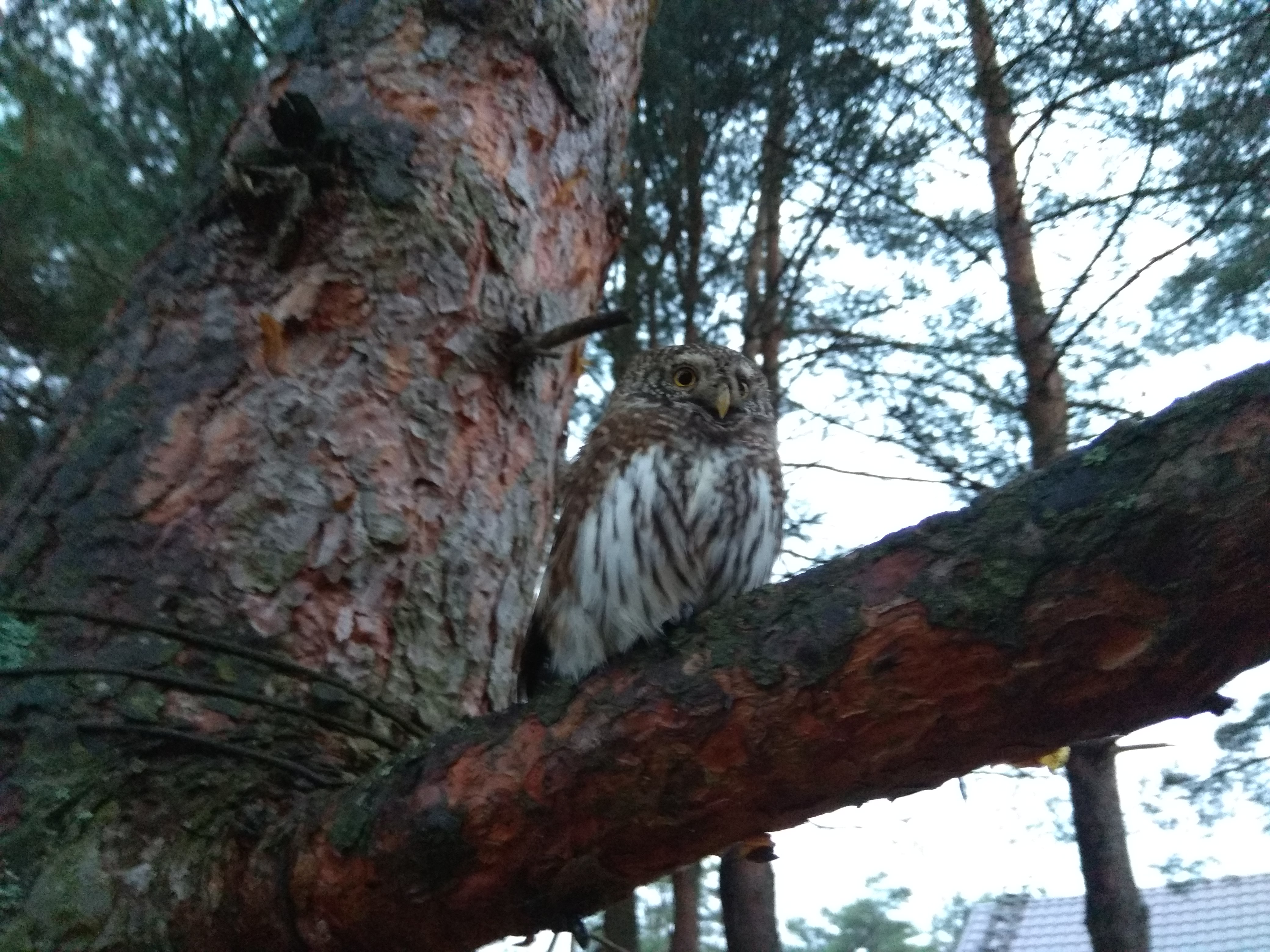 Фото Смоленка