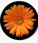 Magazin tsvetov Gerbera (selo Pavlovskaya Sloboda, ulitsa Lenina, 1), flowers and bouquets delivery