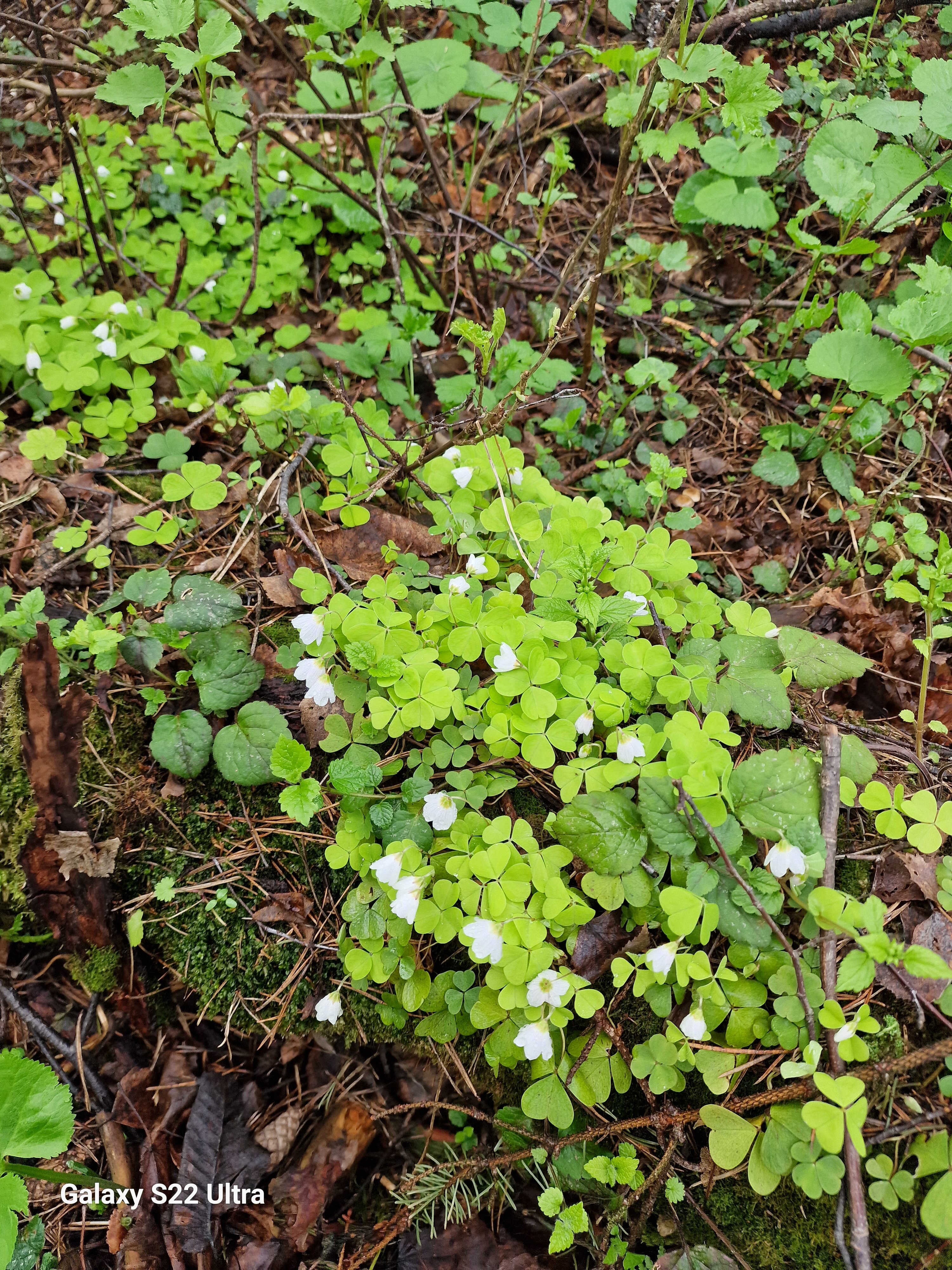 Фото Кикино на Веле