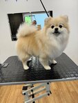 КотОпёс (posyolok Khozsposob, ulitsa Druzhby, 14), salón de mascota, peluquería de animales
