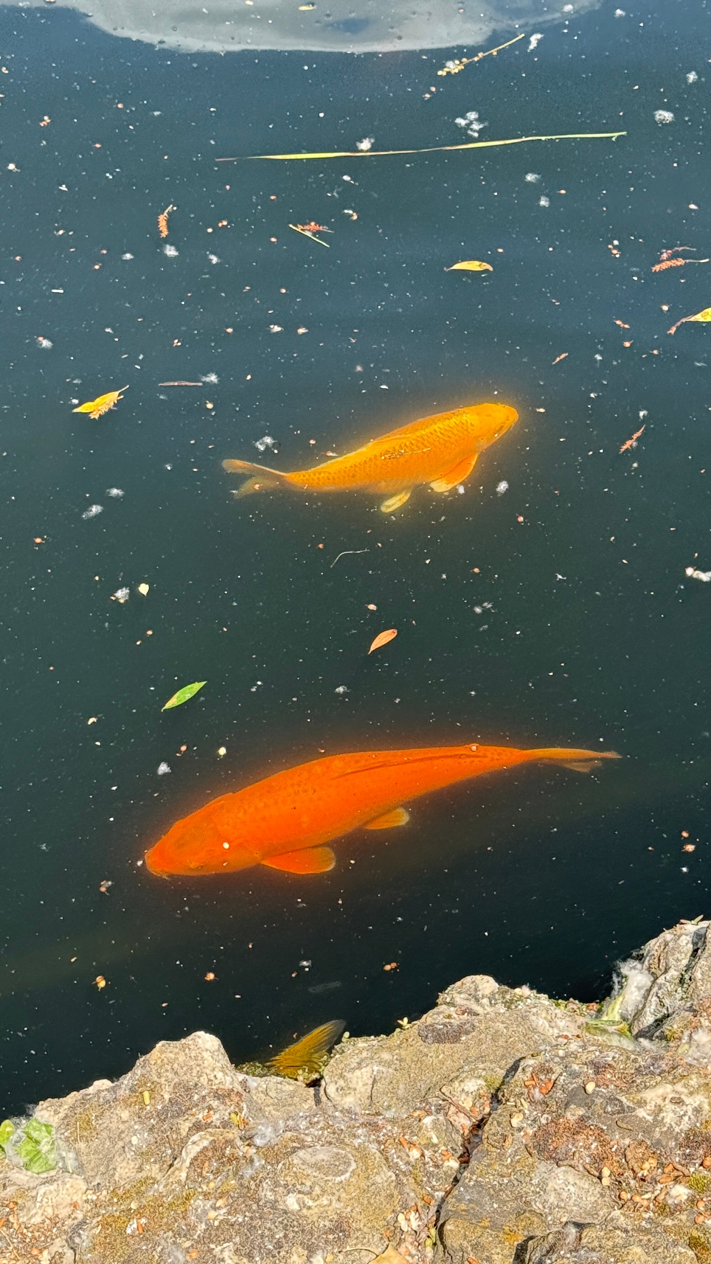 Фото Добрый