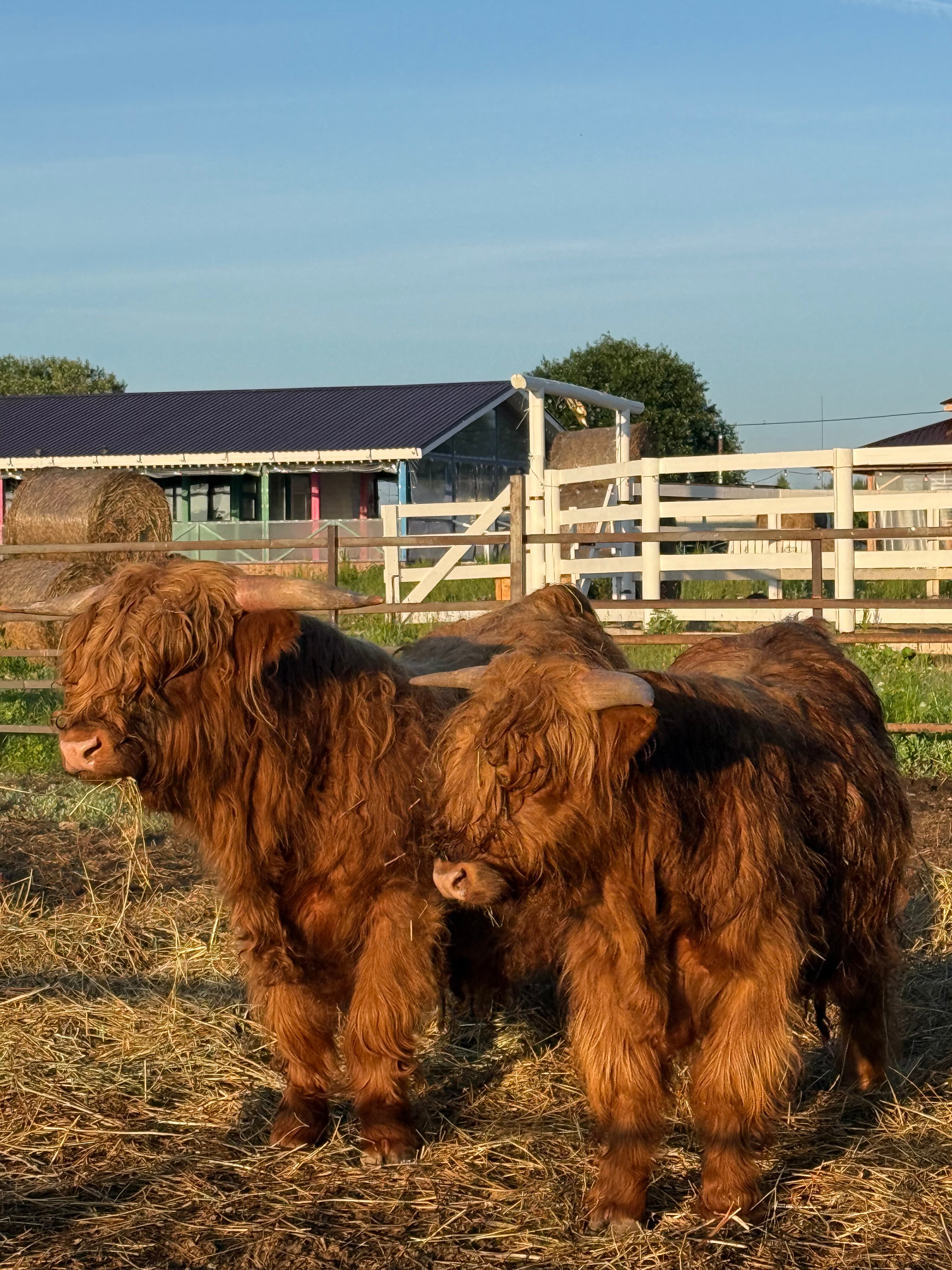 Фото Гастроранчо Хэппи Фарм