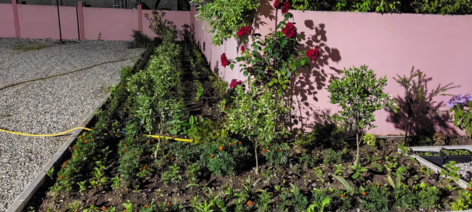 Фото Розовая лагуна