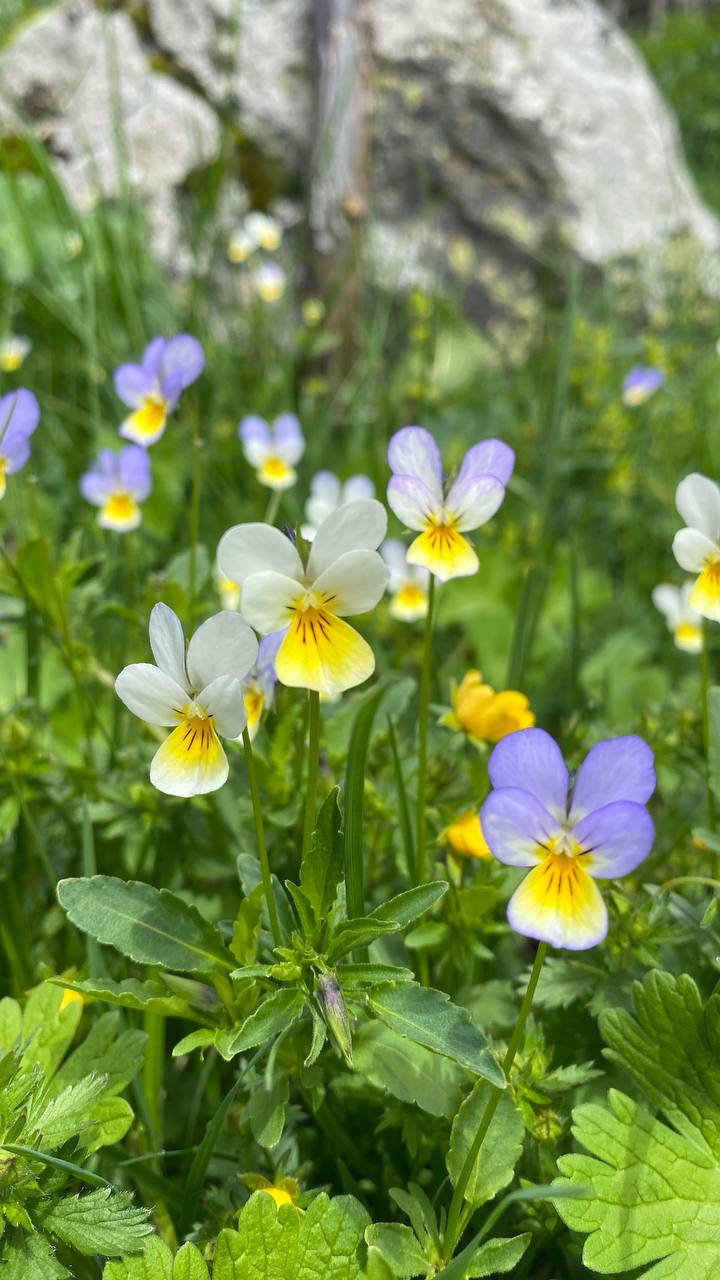 Фото КараБелка