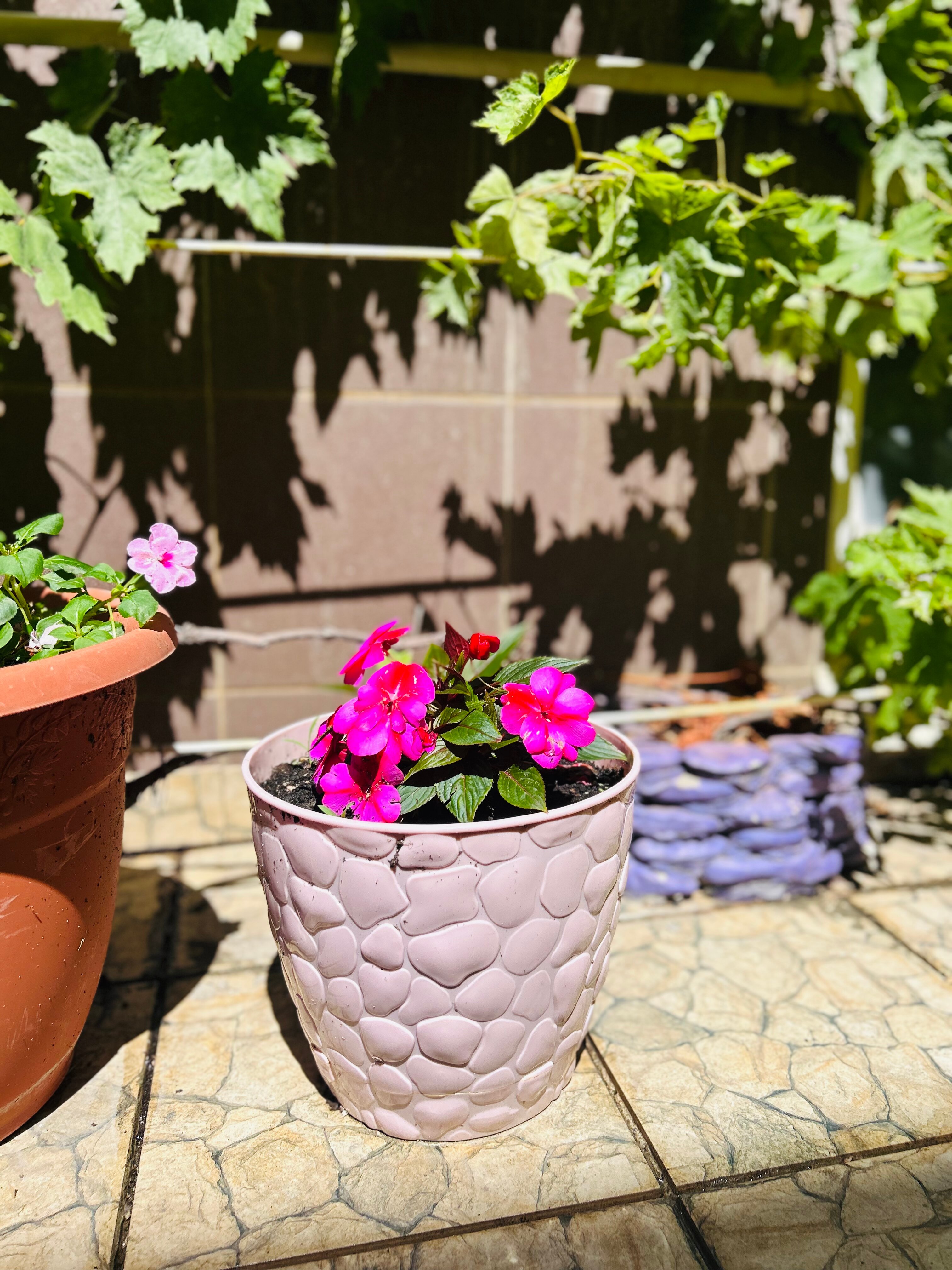 Фото Белый Фламинго