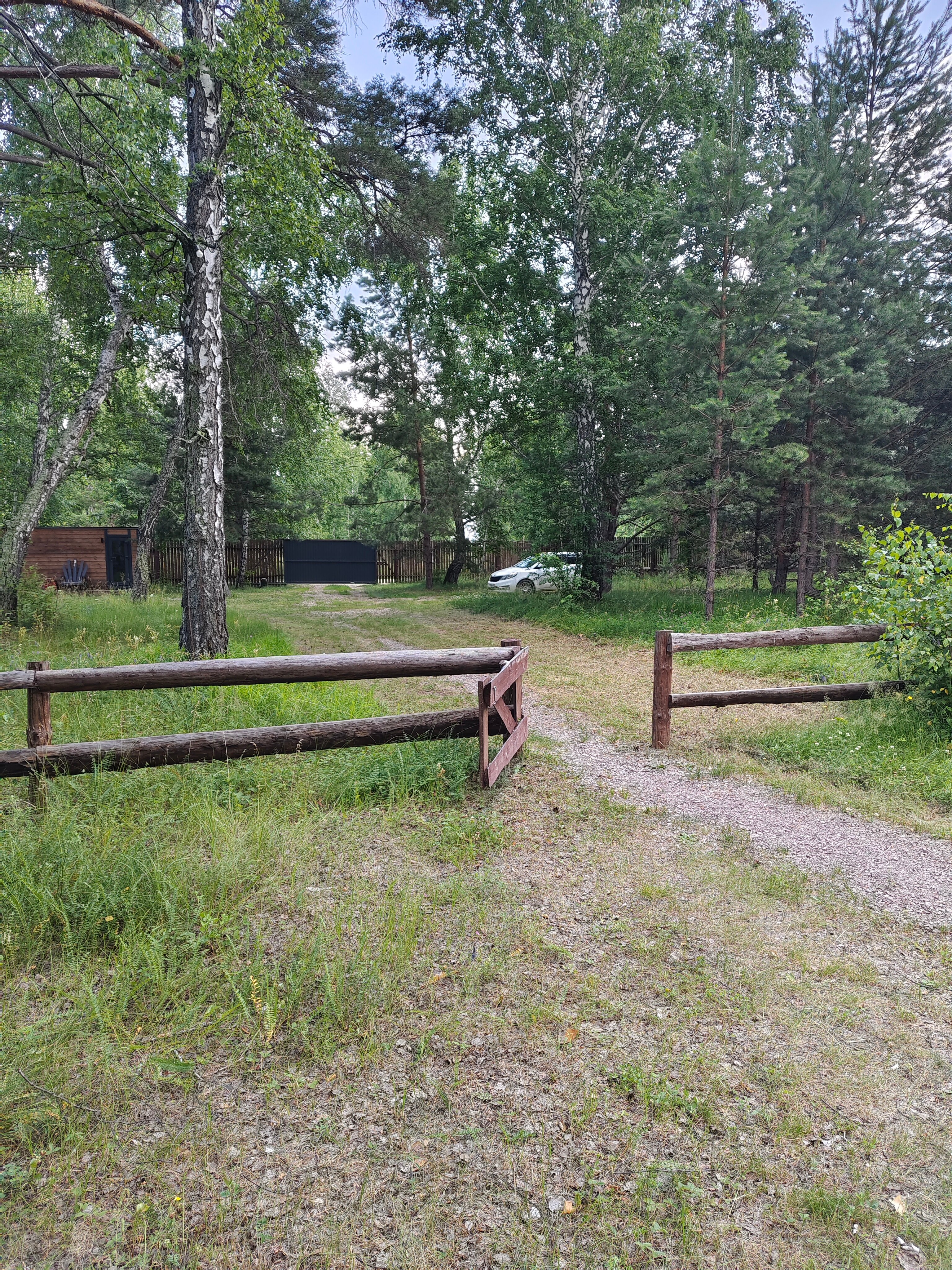 Фото Ветер в соснах