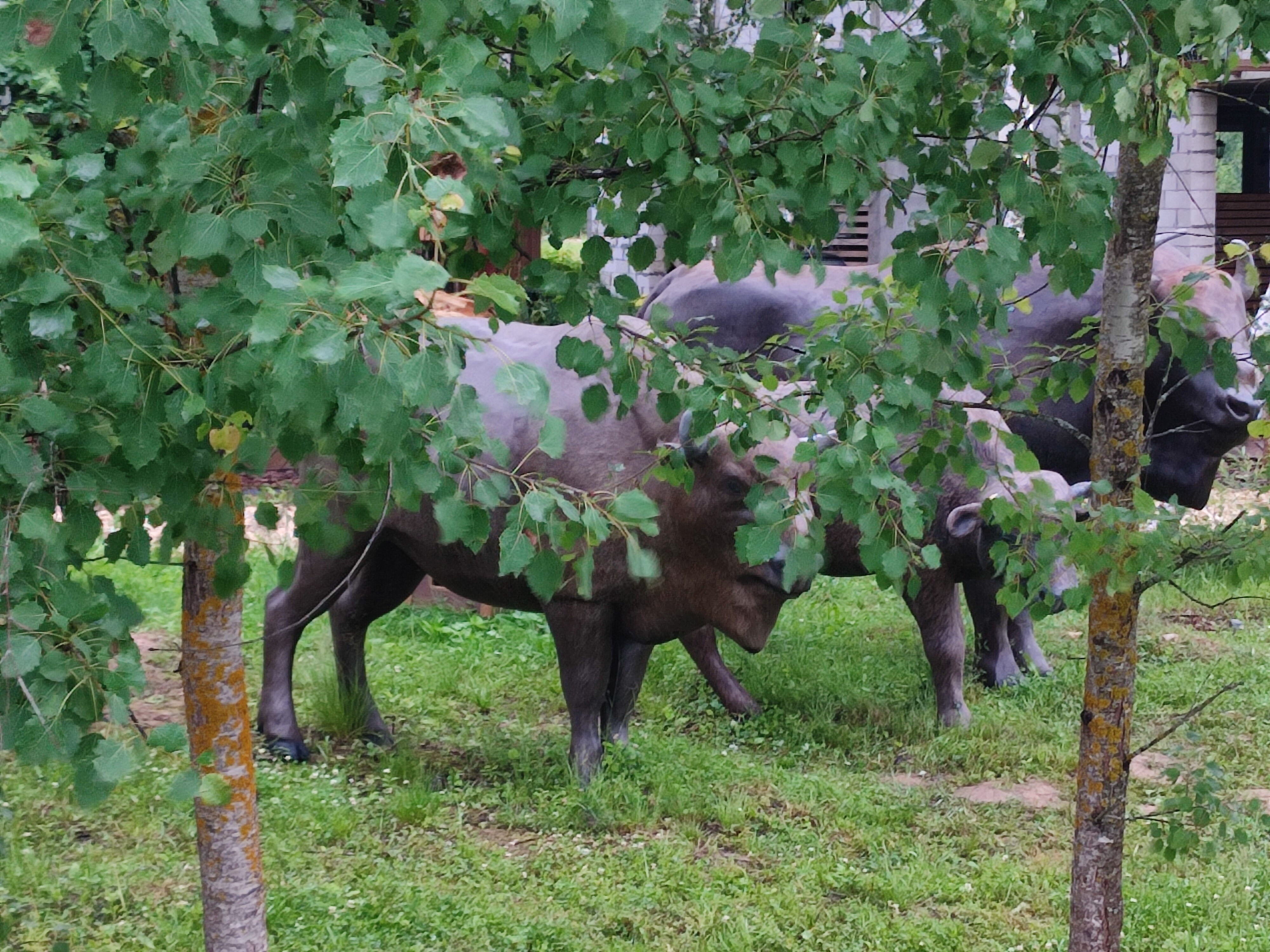 Фото Garnet Holiday Мир