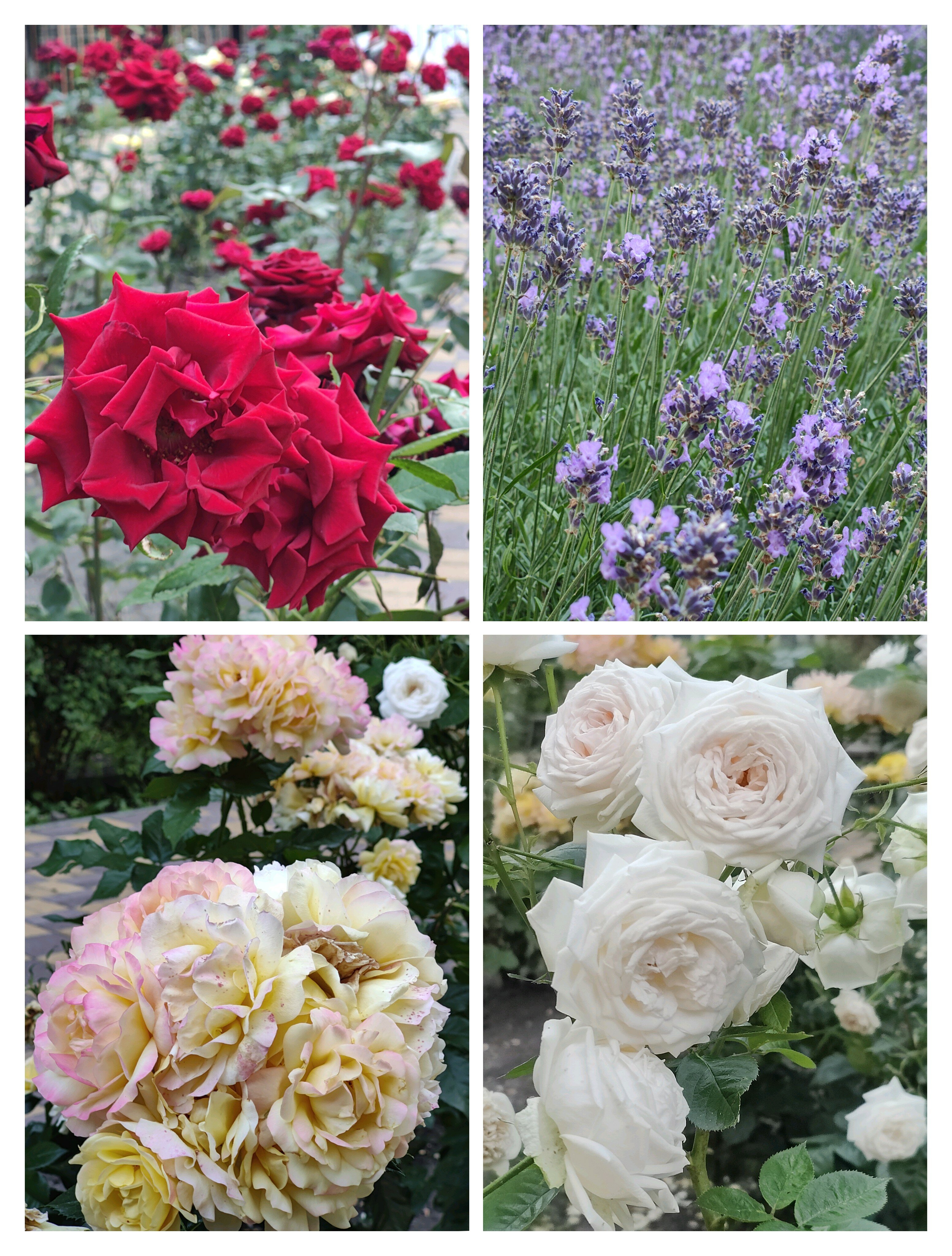 Фото Ессентуки