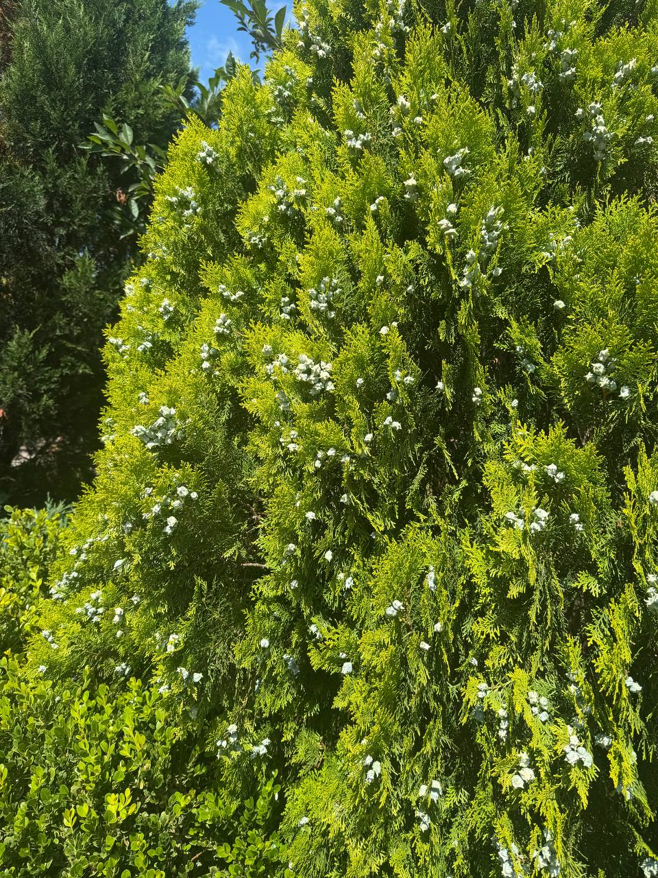 Фото Кедровая роща