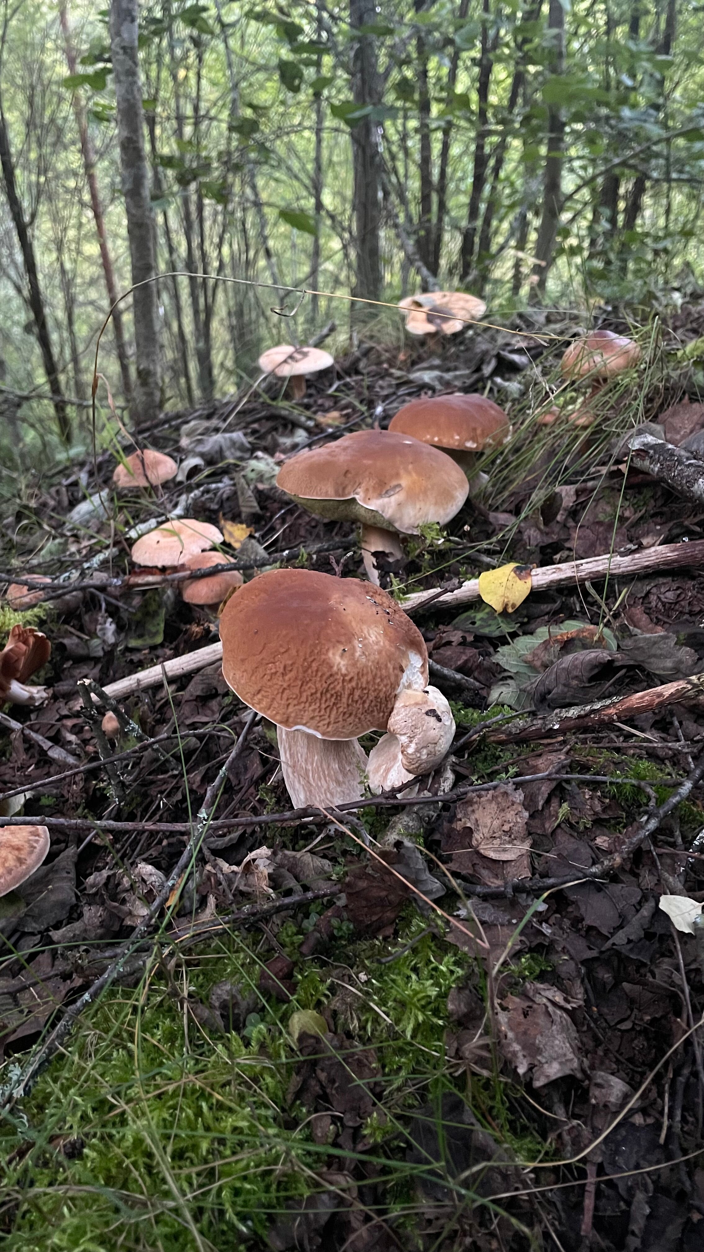 Фото Лейк лайф