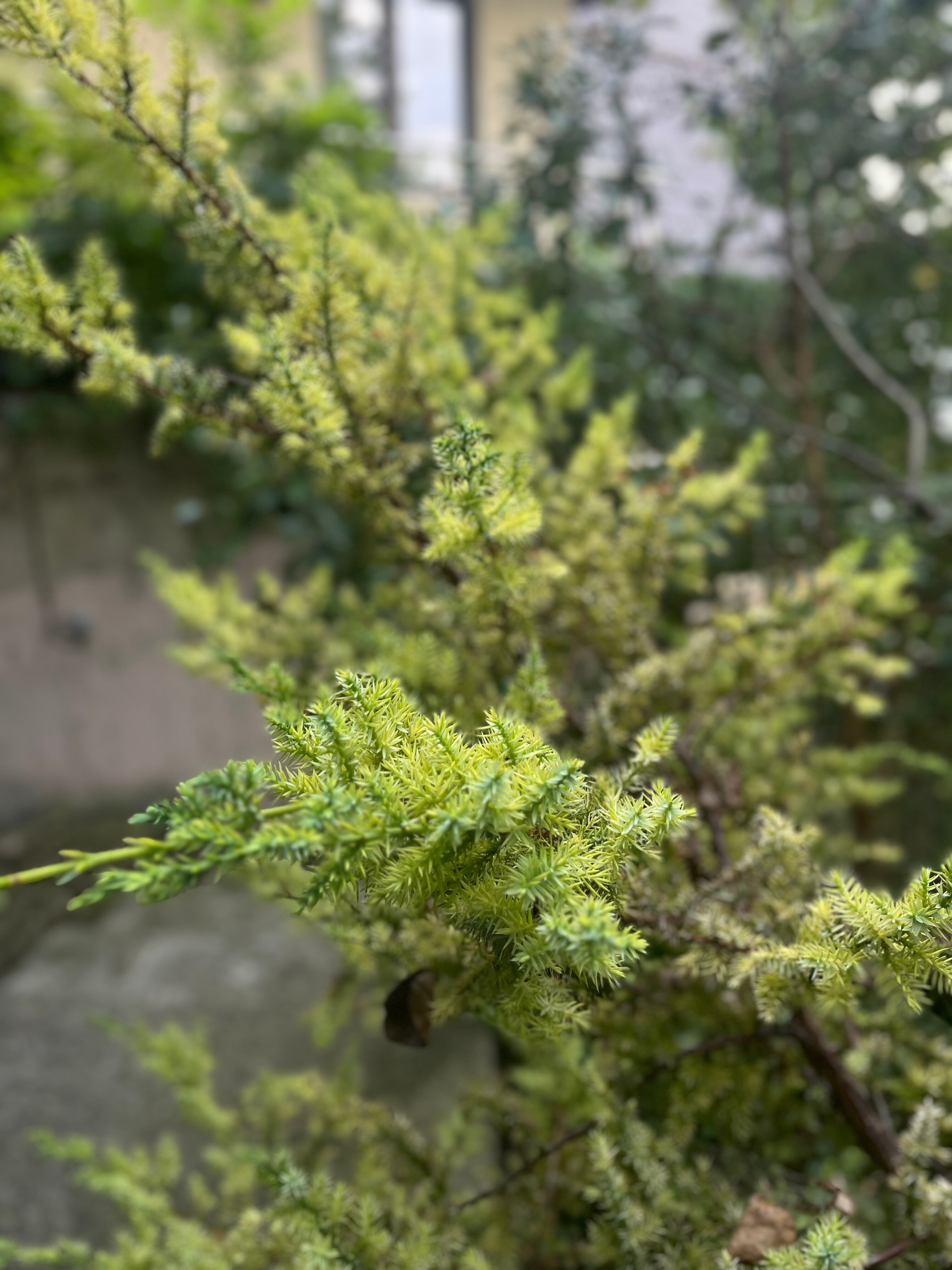 Фото Лазурный