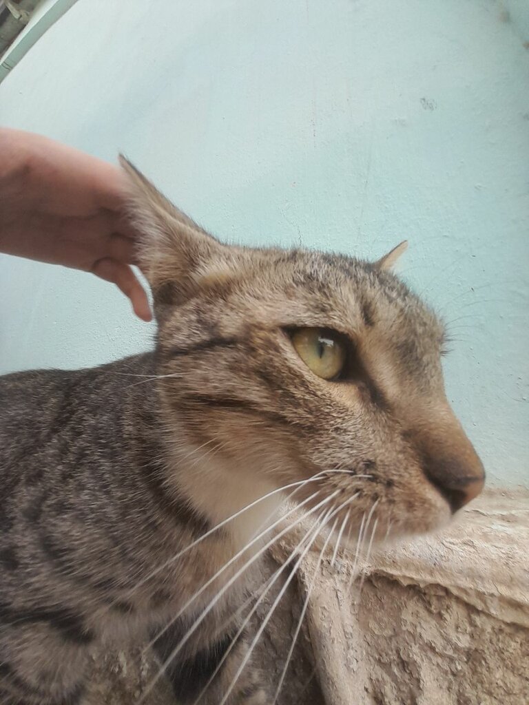 Dormitory Dormitory, Tashkent, photo