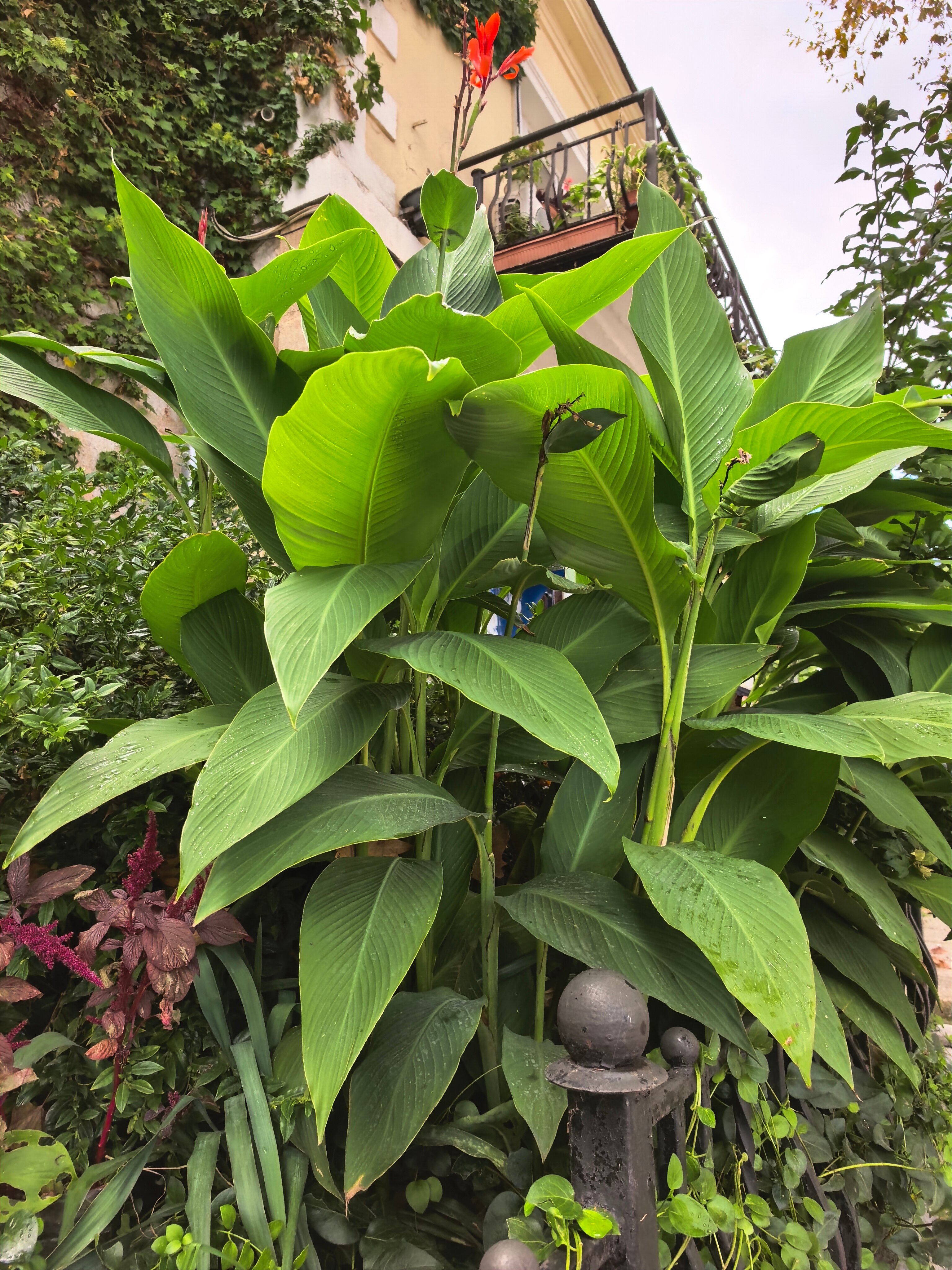 Фото Ливада