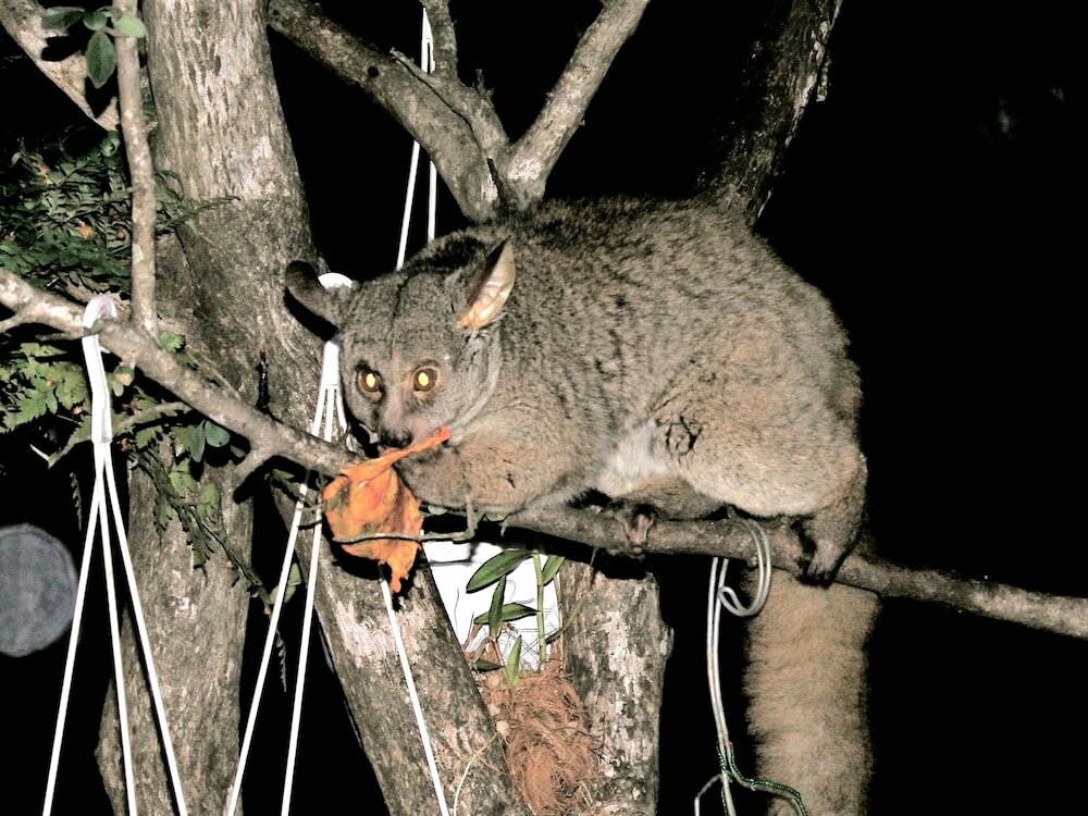 Фото Kruger Wielewaal Restcamp