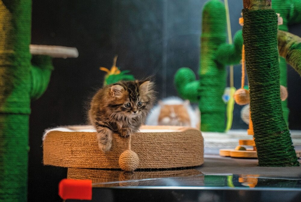 Фото HeSu Designer Hotel Xi'an Drum Tower & Yongning Gate Branch