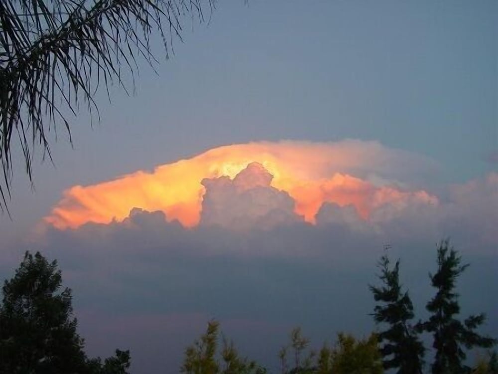 Фото Palm Tree Manor