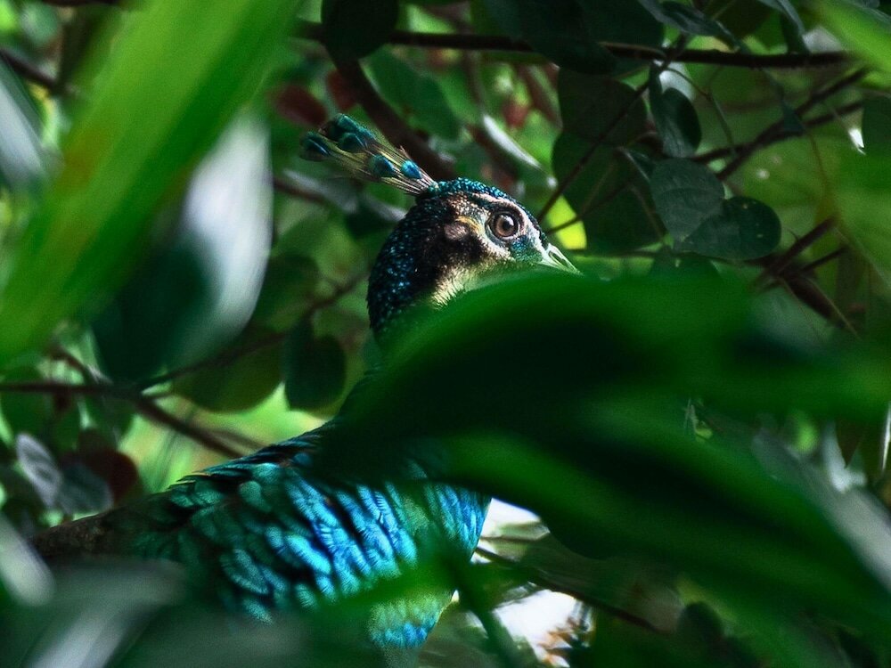 Фото Sofitel Singapore Sentosa Resort & SPA