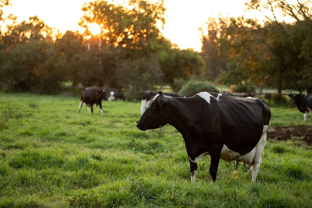 Фото Irene Country Lodge, Autograph Collection
