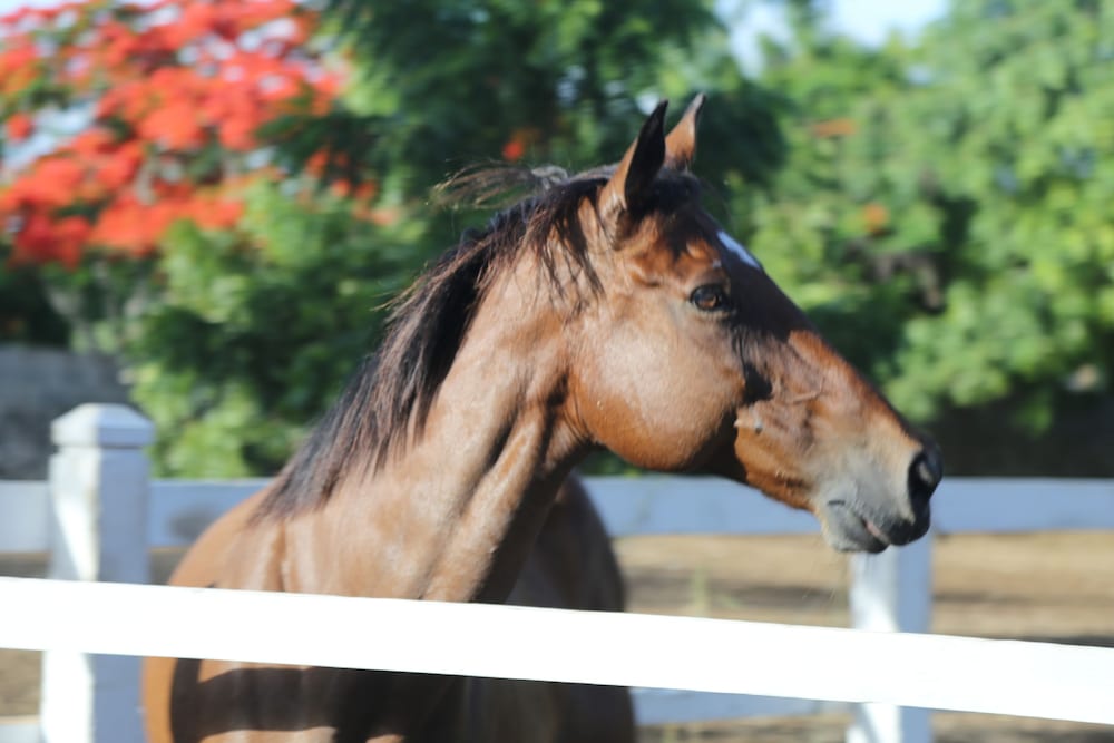 Фото Hotel Casa Hemingway