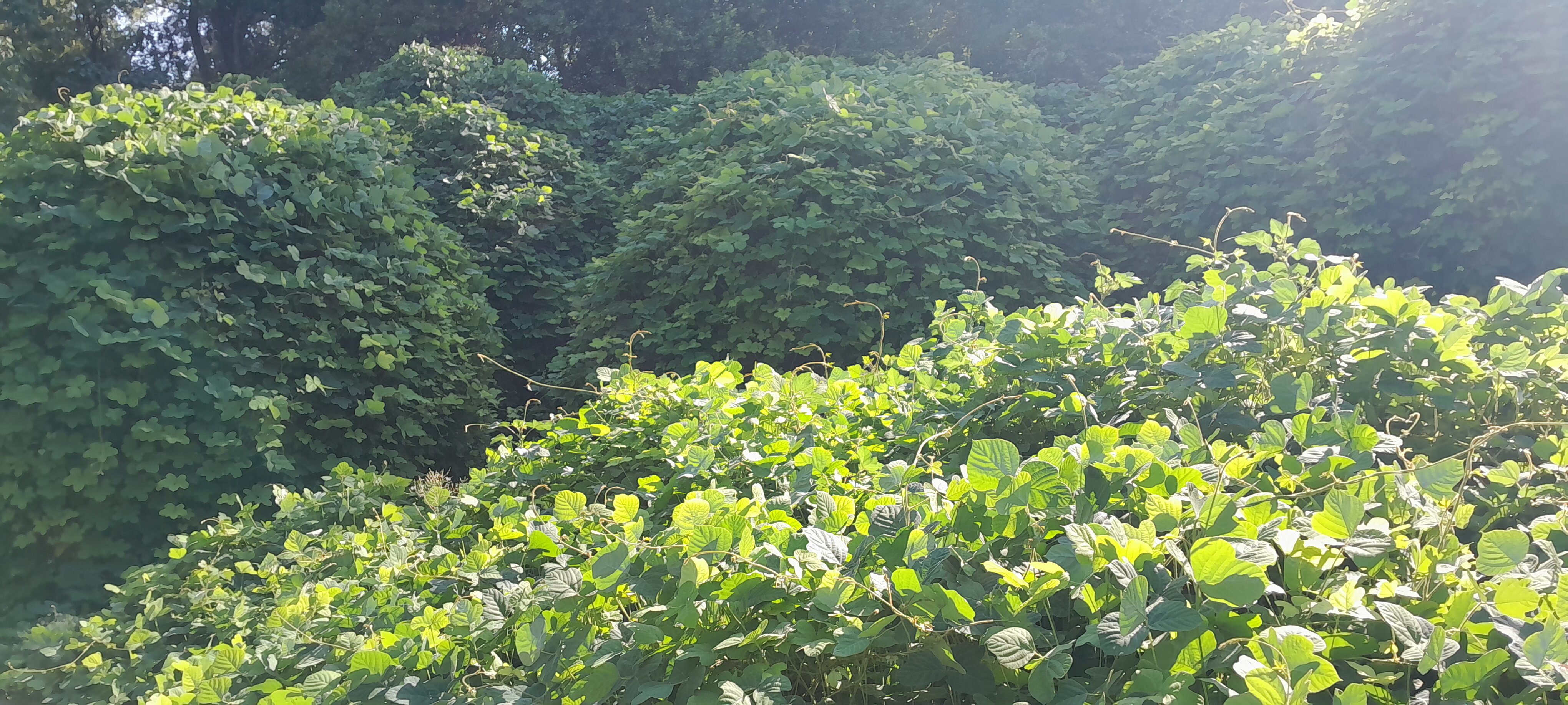 Фото Grand Villa hotel