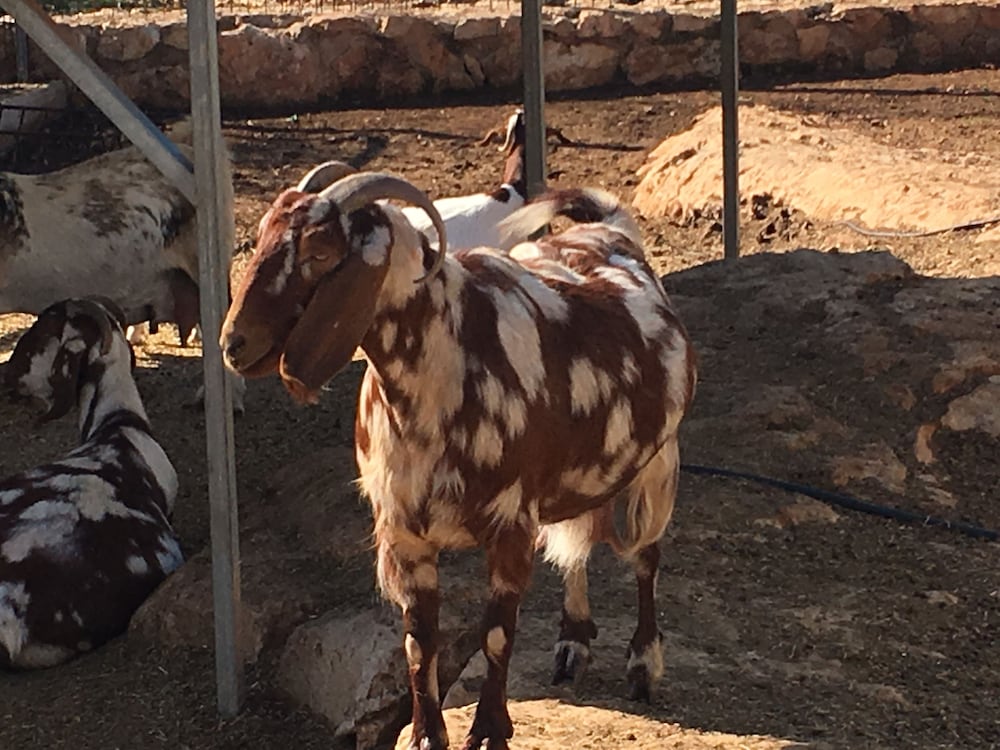 Фото Droushia Heights