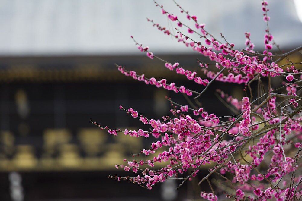 Фото Urban Hotel Kyoto Nijo Premium