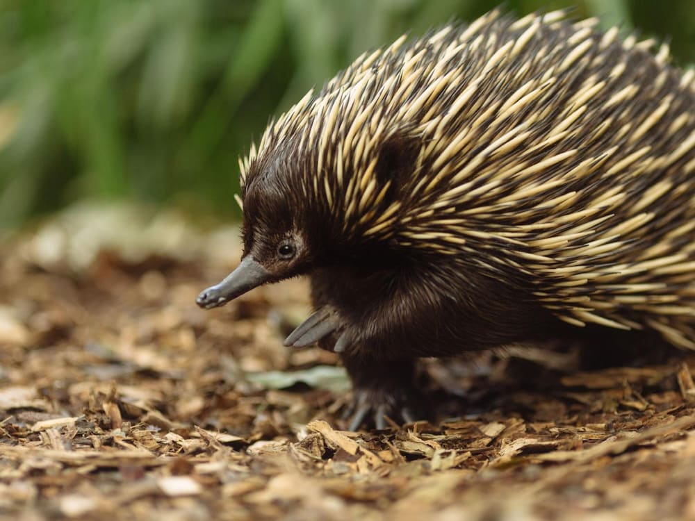 Фото Wildlife Retreat at Taronga