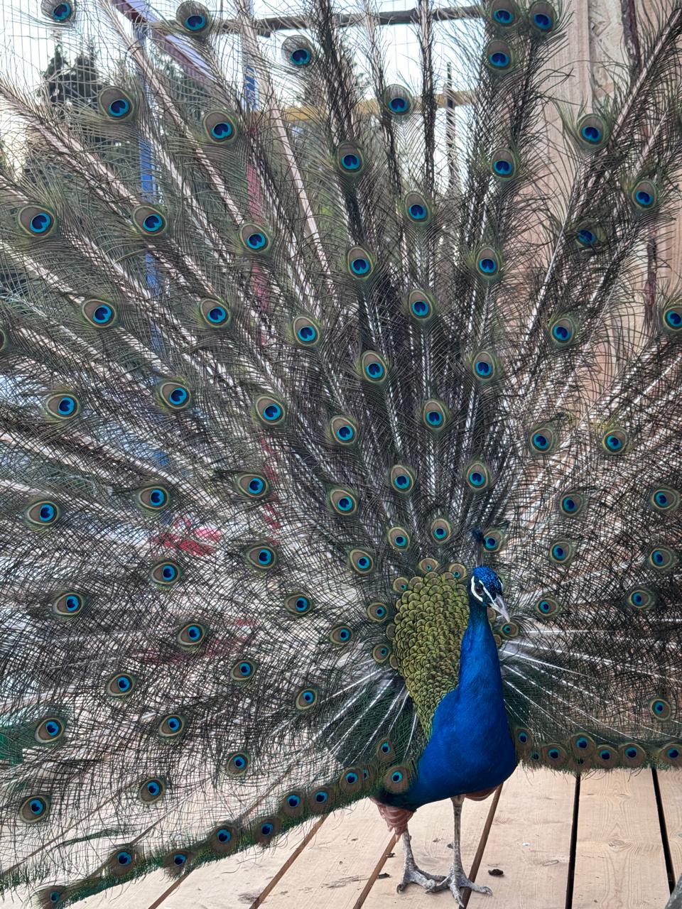 Фото ПаиАкс