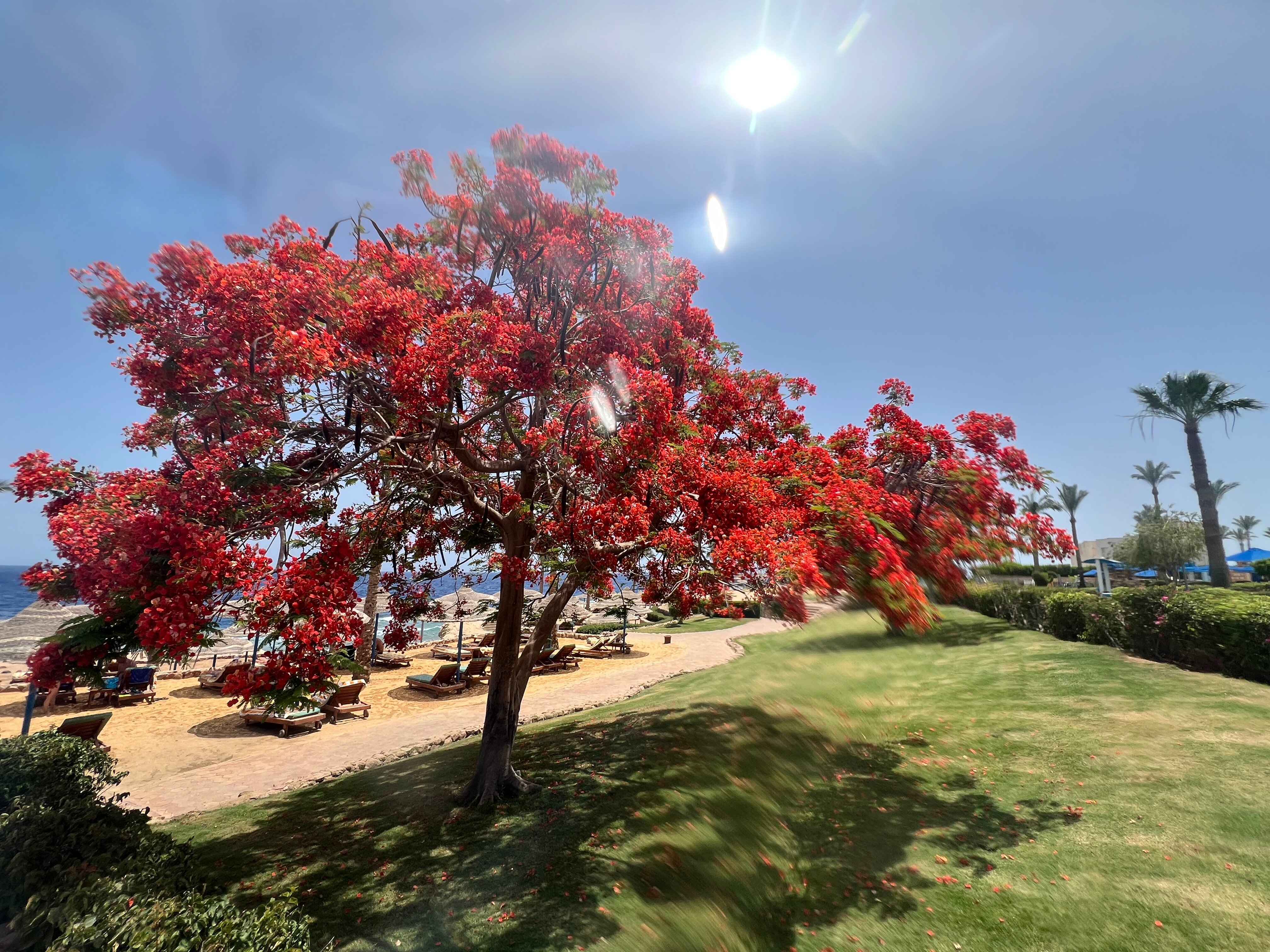 Фото Renaissance Sharm El Sheikh Golden View Beach Resort